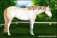 Horse Color:Buckskin Pearl Sabino Frame 