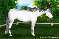 Horse Color:Gray Black Sabino Frame 