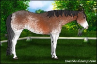Horse Color:White Spotted Bay 