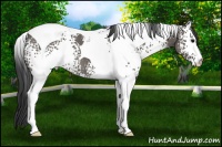 Horse Color:White Spotted Grullo Tobiano 