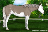 Horse Color:Silver Grullo Sabino Splash