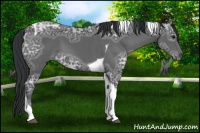 Horse Color:Black Ice Tobiano 