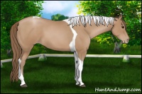 Horse Color:Black Pearl Tobiano 