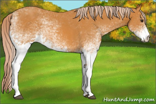 Horse Color: White Spotted Chocolate Palomino 