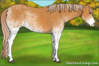 Horse Color:White Spotted Chocolate Palomino