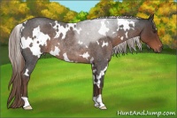 Horse Color:White Spotted Liver Red Roan Rabicano