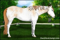 Horse Color:White Spotted Buckskin Pearl Sabino 