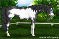 Horse Color:Black Sabino Frame 