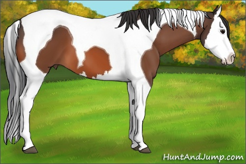 Horse Color: Bay Splash Tobiano 