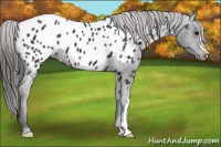 Horse Color:Black Appaloosa