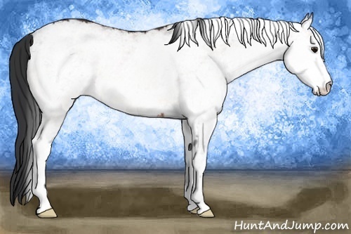 Horse Color:White Spotted Bay 