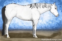 Horse Color:White Spotted Bay 