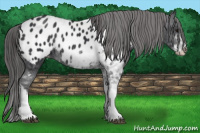 Horse Color:Brown Sabino Near Leopard Rabicano 