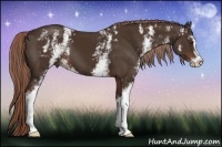 Horse Color:White Spotted Liver Chestnut Sabino 