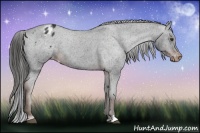 Horse Color:Liver Chestnut Appaloosa 