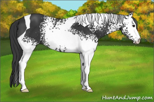 Horse Color: White Spotted Brown Tobiano 