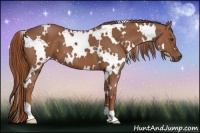 Horse Color:White Spotted Chestnut 