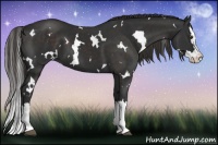 Horse Color:White Spotted Liver Chestnut Splash
