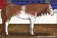 Horse Color:White Spotted Liver Chestnut 