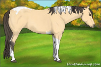 Horse Color:Buckskin Roan Tobiano 