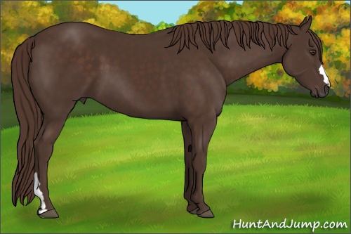 Horse Color: Liver Chestnut 