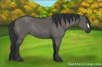 Horse Color:Grullo Rabicano 