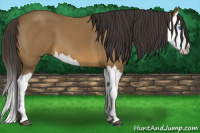 Horse Color:Buckskin Splash 