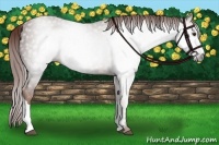 Horse Color:Gray Chestnut 