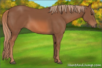Horse Color:Chestnut 