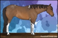 Horse Color:Buckskin Roan Tobiano