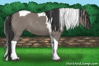 Horse Color:Grullo Tobiano Rabicano 