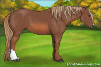 Horse Color:Liver Chestnut 