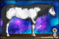Horse Color:Black Sabino Frame 