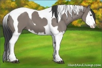 Horse Color:Grullo Splash Tobiano 