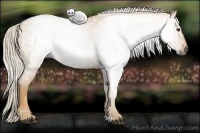 Horse Color:Gray Palomino Roan 