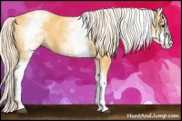 Horse Color:White Spotted Palomino 