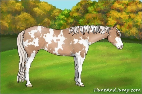 Horse Color: White Spotted Silver Black Pearl Sabino 