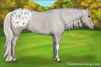 Horse Color:Silver Grullo Appaloosa 