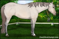Horse Color:Bay Dun Varnish 