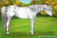 Horse Color:White Spotted Black Frame Appaloosa 