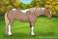 Horse Color:Red Roan Tobiano 