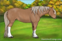 Horse Color:Red Roan 