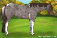 Horse Color:Liver Red Roan Tobiano 