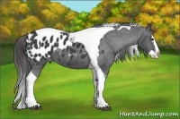Horse Color:Black Splash Tobiano Appaloosa 