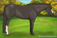 Horse Color:Smoky Black 