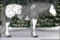 Horse Color:Black Splash Appaloosa 