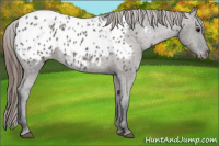 Horse Color:Grullo Appaloosa 