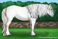 Horse Color:Gray Palomino