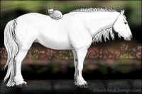 Horse Color:Gray Palomino 