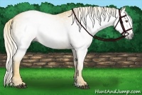 Horse Color:Gray Palomino Dun